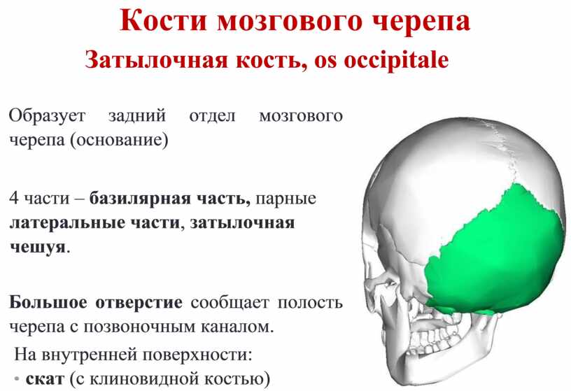 Части черепа