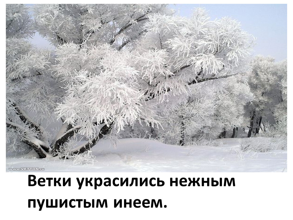 Ветки украсились инеем. Пушистый иней.. Мохнатый иней. Кудрявые ветки украсились нежным пушистым инеем. Серебристый иней предложение.