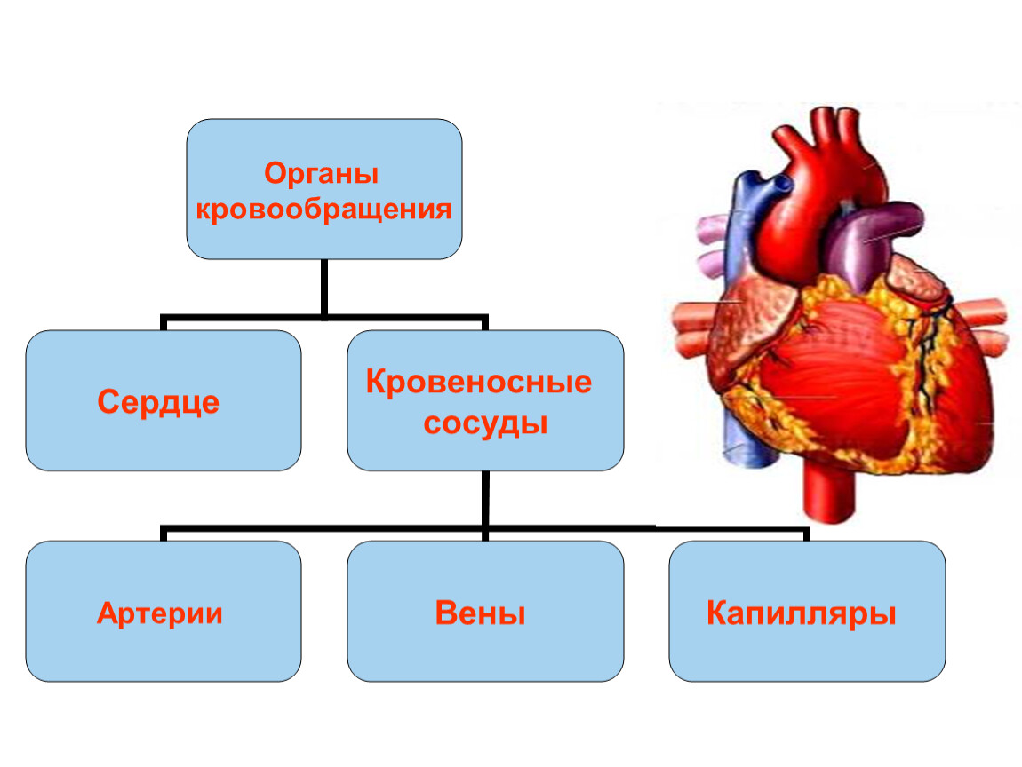 Контроль кровообращения. Органы кровеносной системы 8 класс биология. Система органов кровообращения 8 класс. Сердце и кровеносные сосуды это органы. Сердце и кровеносных сосуды это.COMОРГАНЫ.