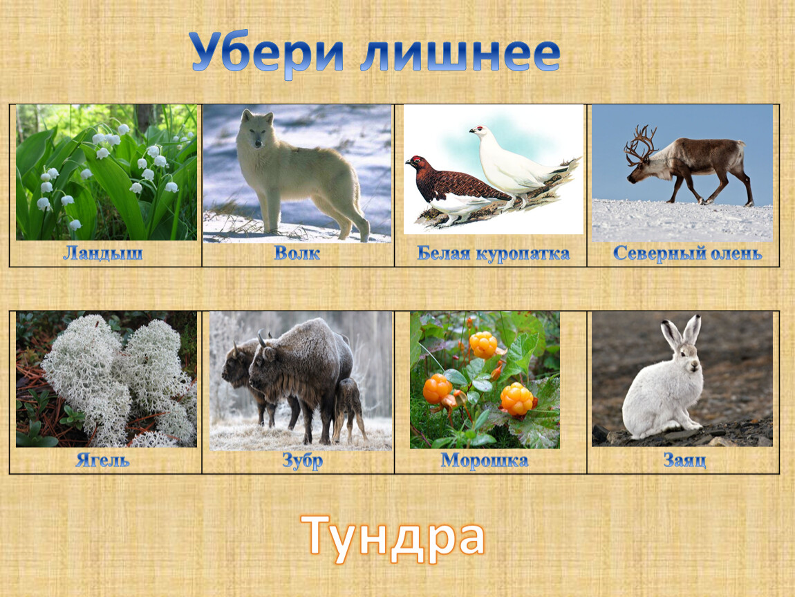 Выберите лишнее животное в природной зоне. Ягель олень волк. Животные арктических пустынь, тундры и лесотундры России. Что лишнее животные севера. Природные зоны России тундра животные.