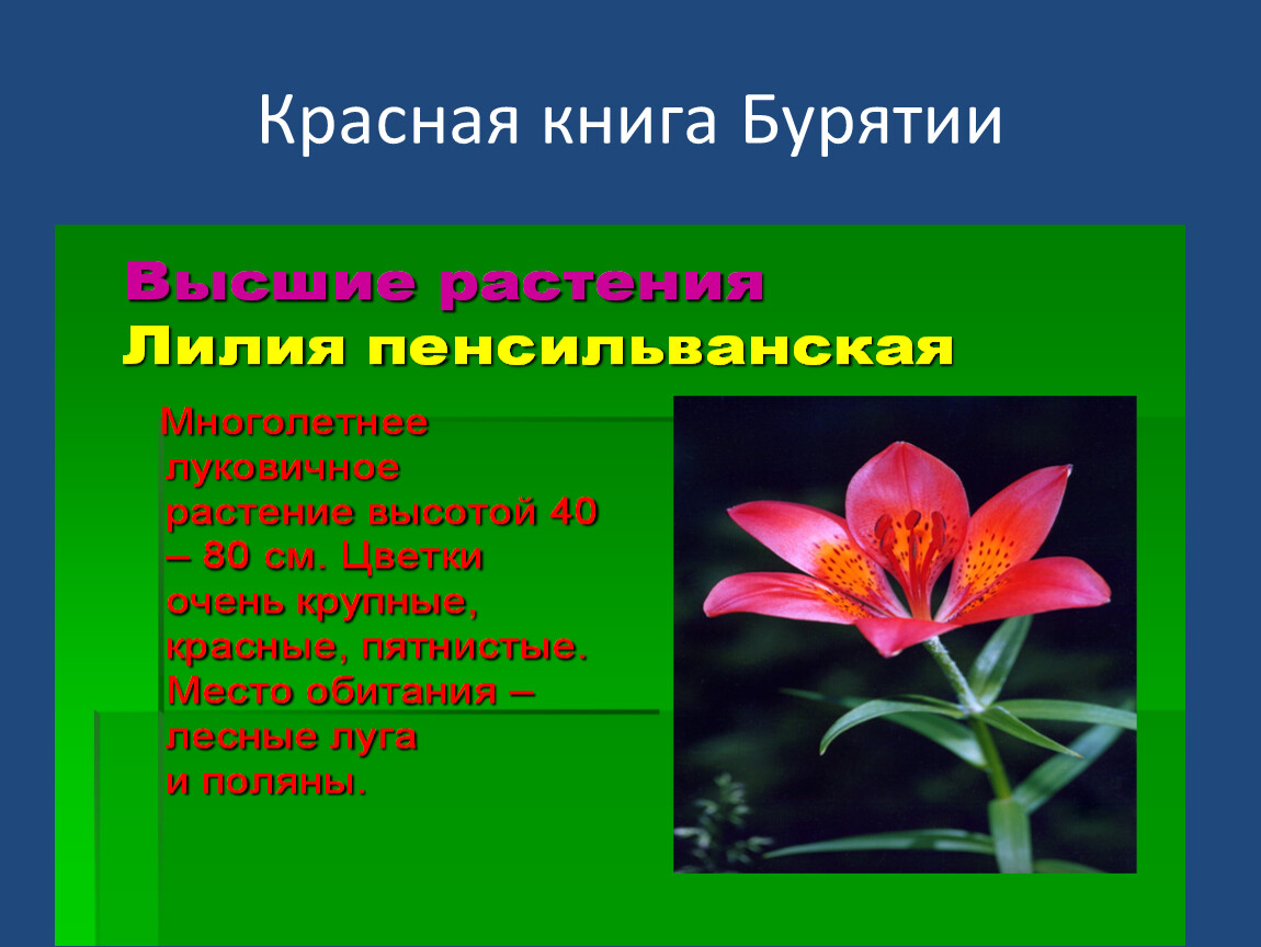Красная книга югры растения фото и описание