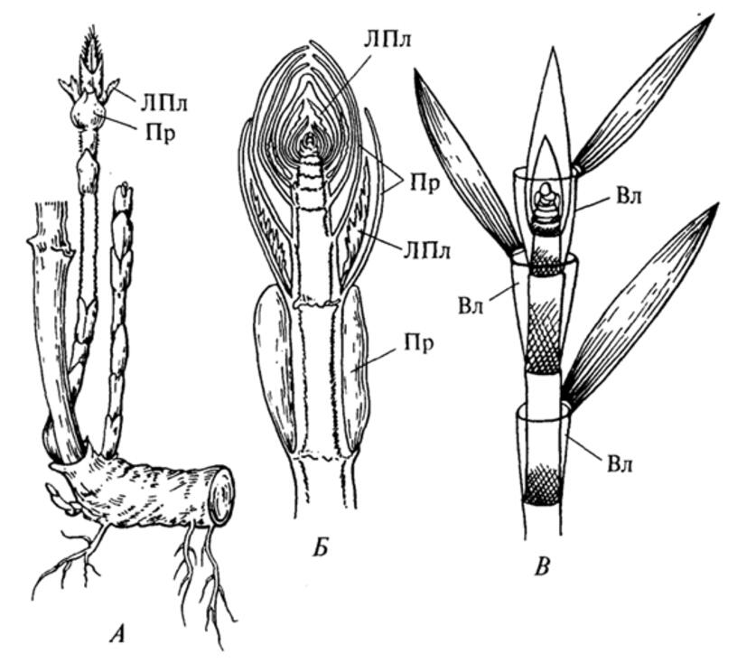 Строение бамбука. Стебель пшеницы в разрезе. Стебель злаков в разрезе. Строение стебля бамбука.