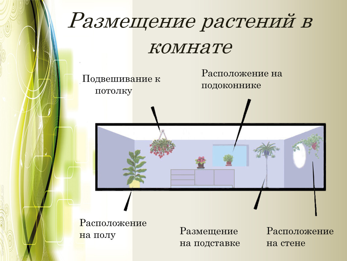 Местоположения растений. Расположение растений в комнате. Способы размещения растений. Расположение комнатных растений. Приемы размещения растений в интерьере.