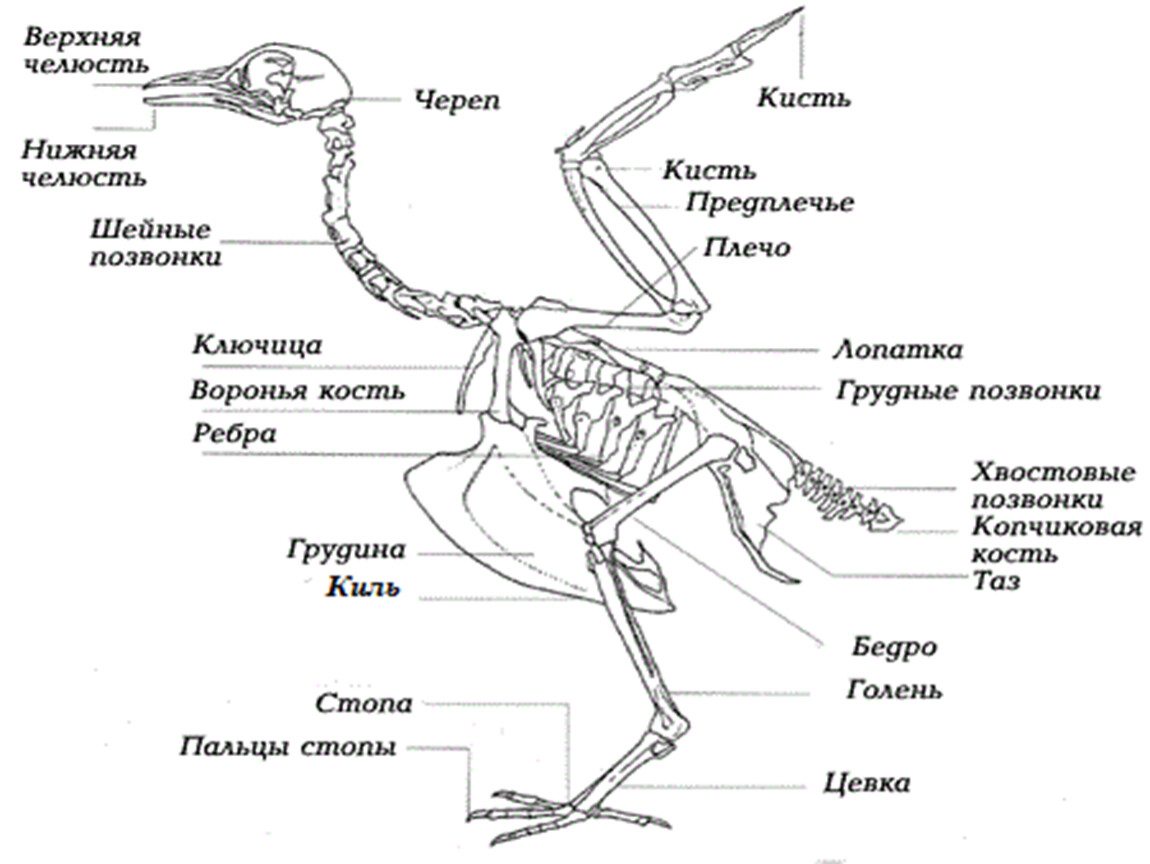 Цевка это часть. Биология 7 класс внутреннее строение птиц скелет. Скелет птицы пояс передних конечностей. Скелет птицы схема биология 7 класс. Скелет индейки строение.