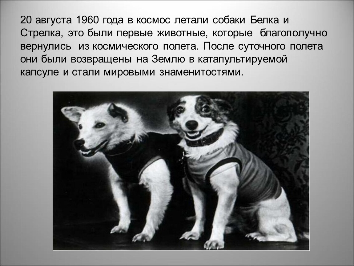 Первые собаки в космосе год. Белка и стрелка космонавты. Гагарин и белка и стрелка. Собаки которые летали в космос белка и стрелка. Первый полет в космос собак белки и стрелки.