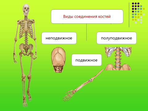 Особенности соединений скелета. Скелет строение состав и соединение костей. Отделы скелета типы соединения костей. Строение скелета биология. Скелет человека с соединениями.