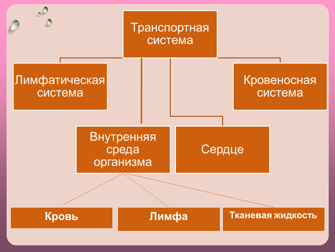 Транспорт веществ у животных 8 класс. Передвижение веществ у животных таблица. Транспорт питательных веществ в организмах. Транспорт питательных веществ в живых организмах. Система транспорта веществ у животных таблица.