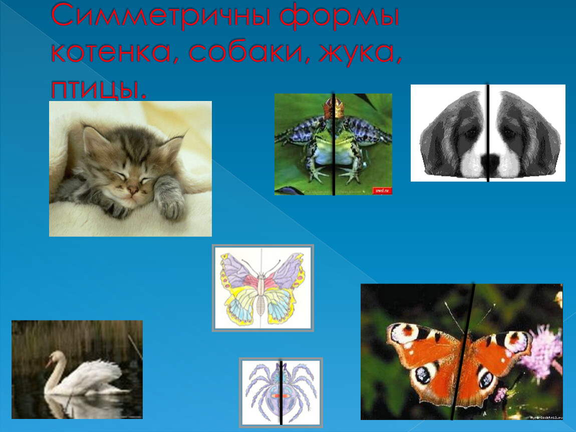 Симметричны формы котенка, собаки, жука, птицы