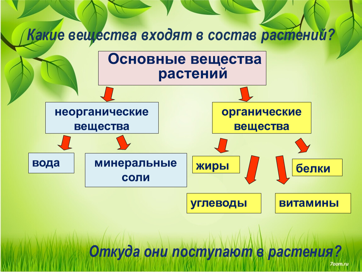 Какие вещества. Какие вещества входят в состав растений биология 6 класс. Органические вещества растений. Состав растений органические и неорганические вещества. Органические и неорганические вещества в растениях.