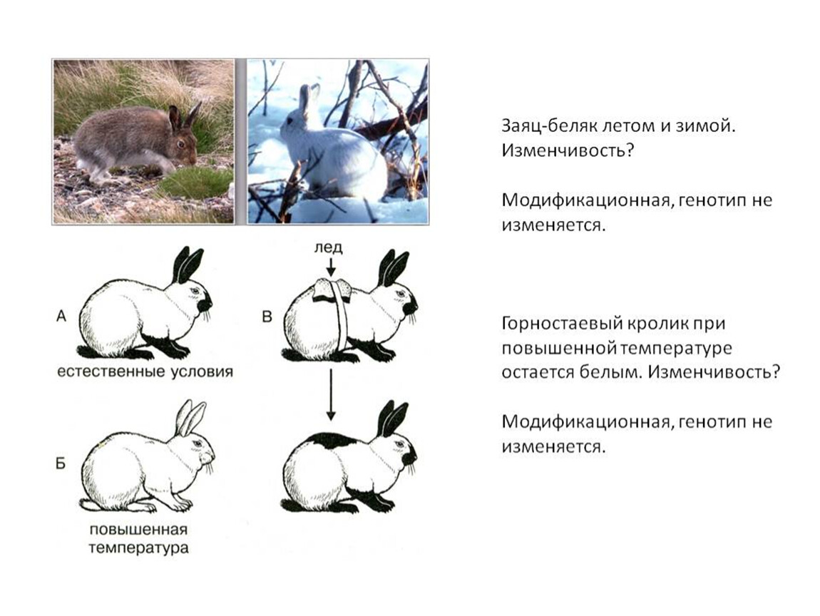 Модификационная изменчивость презентация пименов