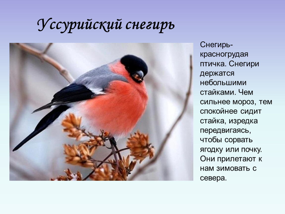 Снегирь птица предложение. Снегирь птица описание. Зимующие птицы Хабаровска. Описание птиц. Описание снегиря.