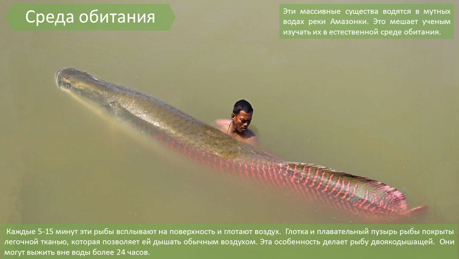 Арапаймы ночью в воде улыбаются. Арапайма Амазонка. Арапайма гигантская рыба. Речные монстры арапайма. Рыба амазонки арапайма.