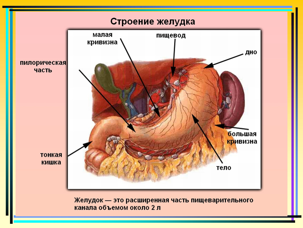 Желудок и полость рта. Наружное строение желудка. Желудок расположение строение функции. Строение желудка анатомия. Пищеварение в полости желудка.