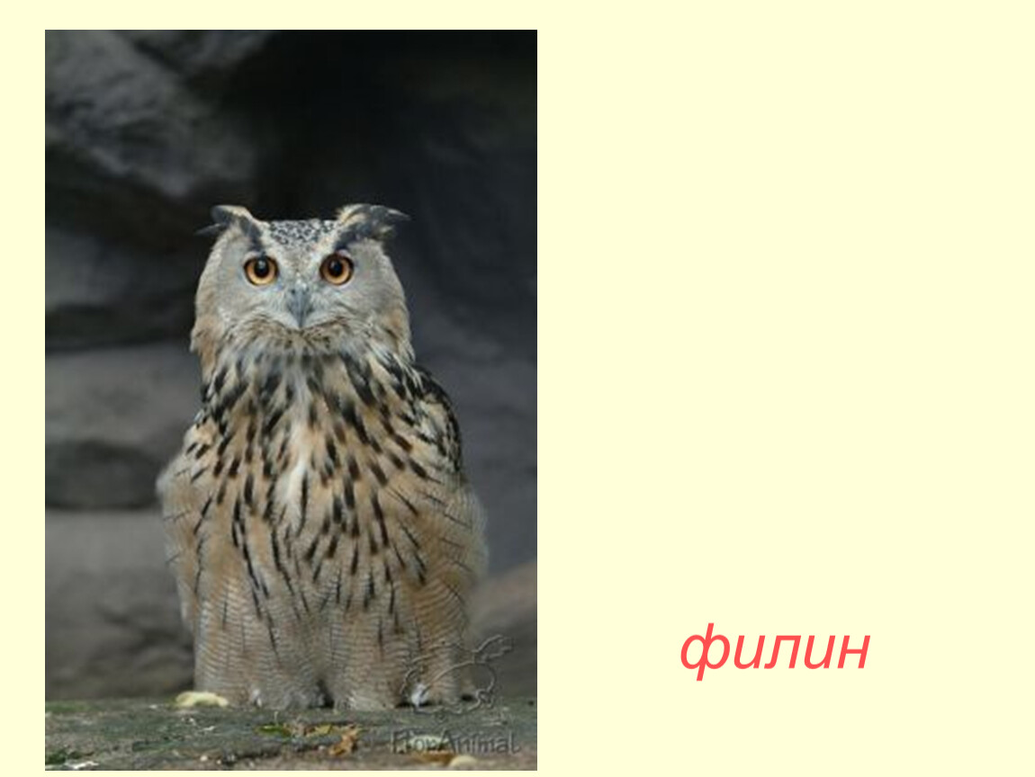 Филин сова разница фото в чем