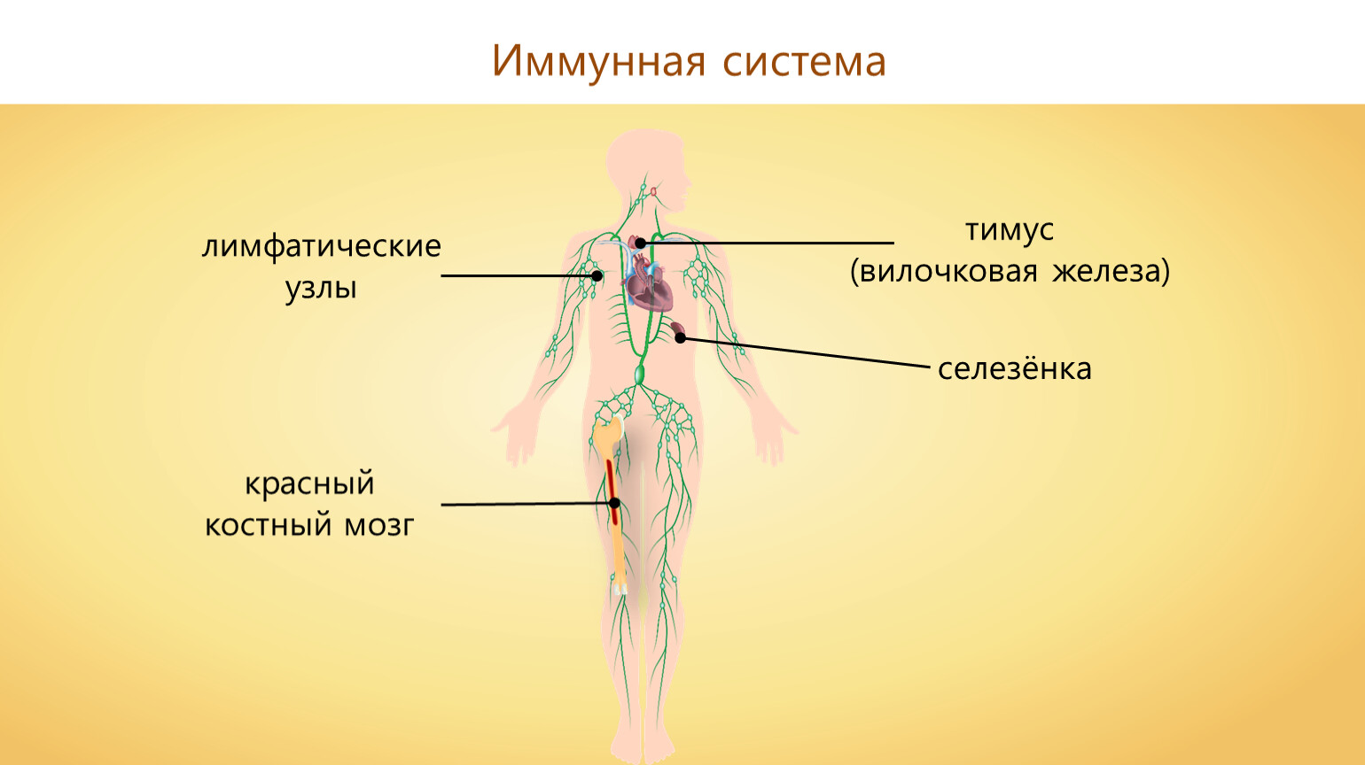 Тимус и лимфатические узлы. Лимфатические узлы иммунная система. Тимус иммунная система. Селезенка иммунная система.