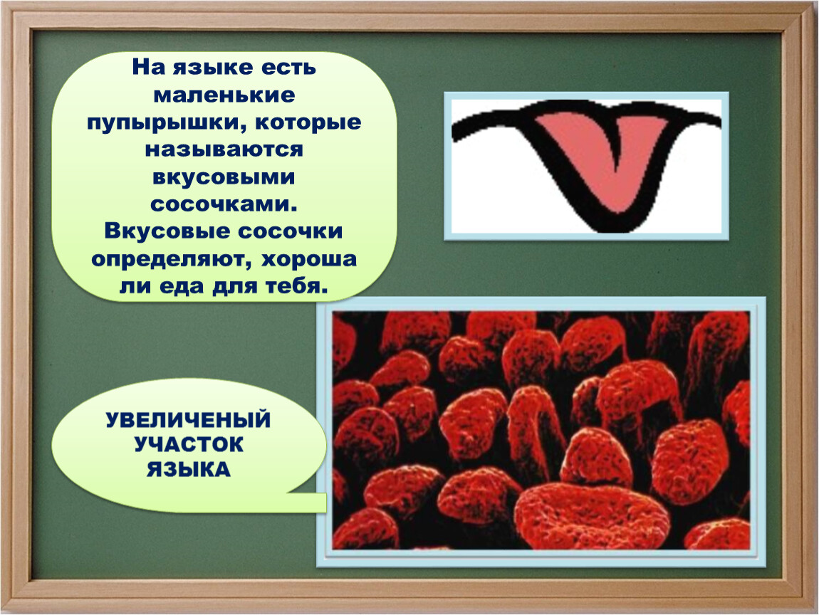 Чувства 3 класс. Язык орган чувств. Язык орган чувств 3 класс. Проект на тему органы чувств. Органы чувств 3 класс окружающий мир.