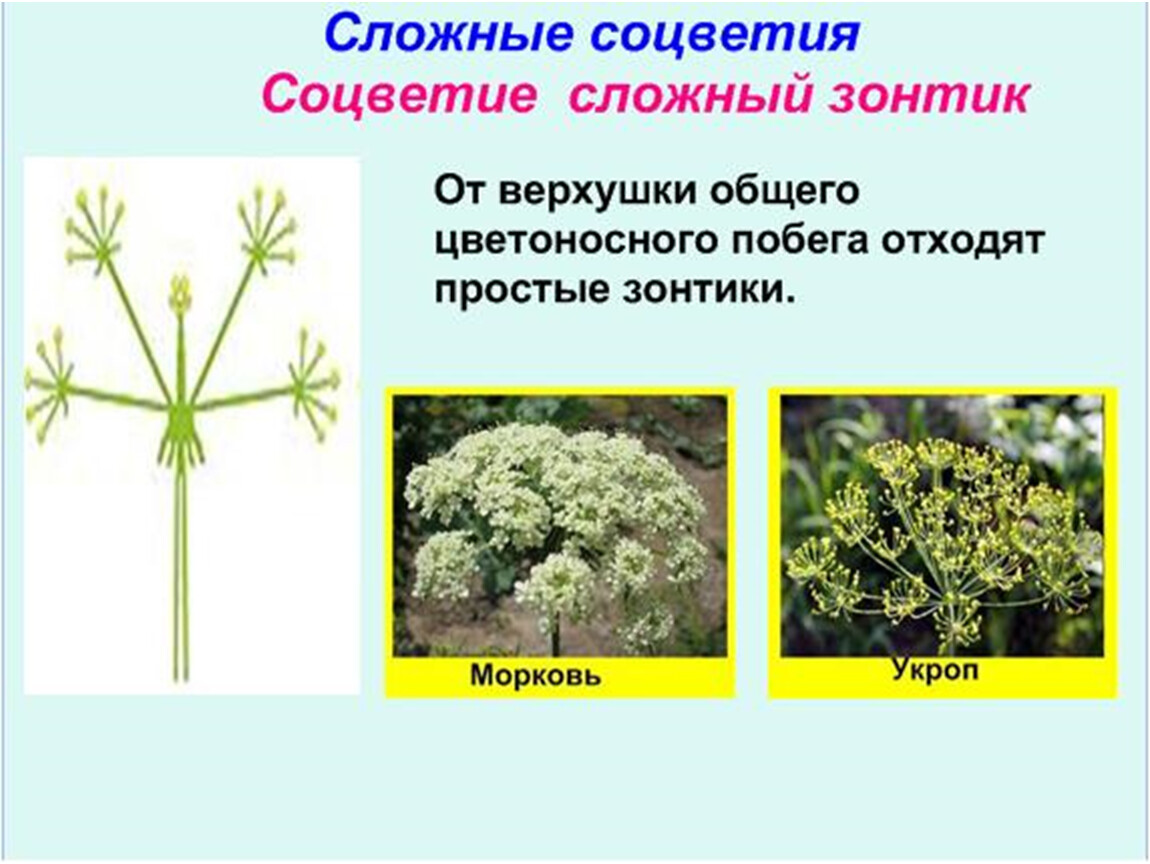 Сложный зонтик соцветие примеры растений