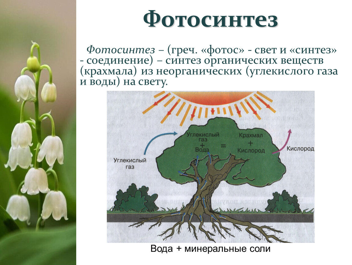 Разводимое растение. Нейтральные признаки в биологии. Придыхание растения признок процэсапоглощают ГАЗ. Ширина признака биология.