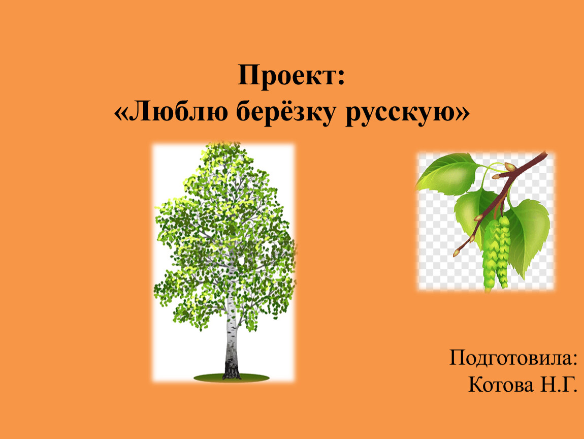 Люблю березу русскую. Проект люблю берёзу русскую. Люблю березку проект. Любюлюберезку русскую проект. Люблю березку русскую.