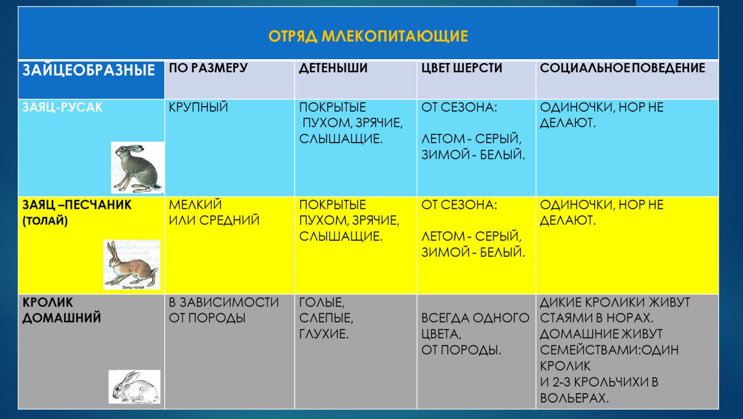 Презентация про отряд млекопитающих