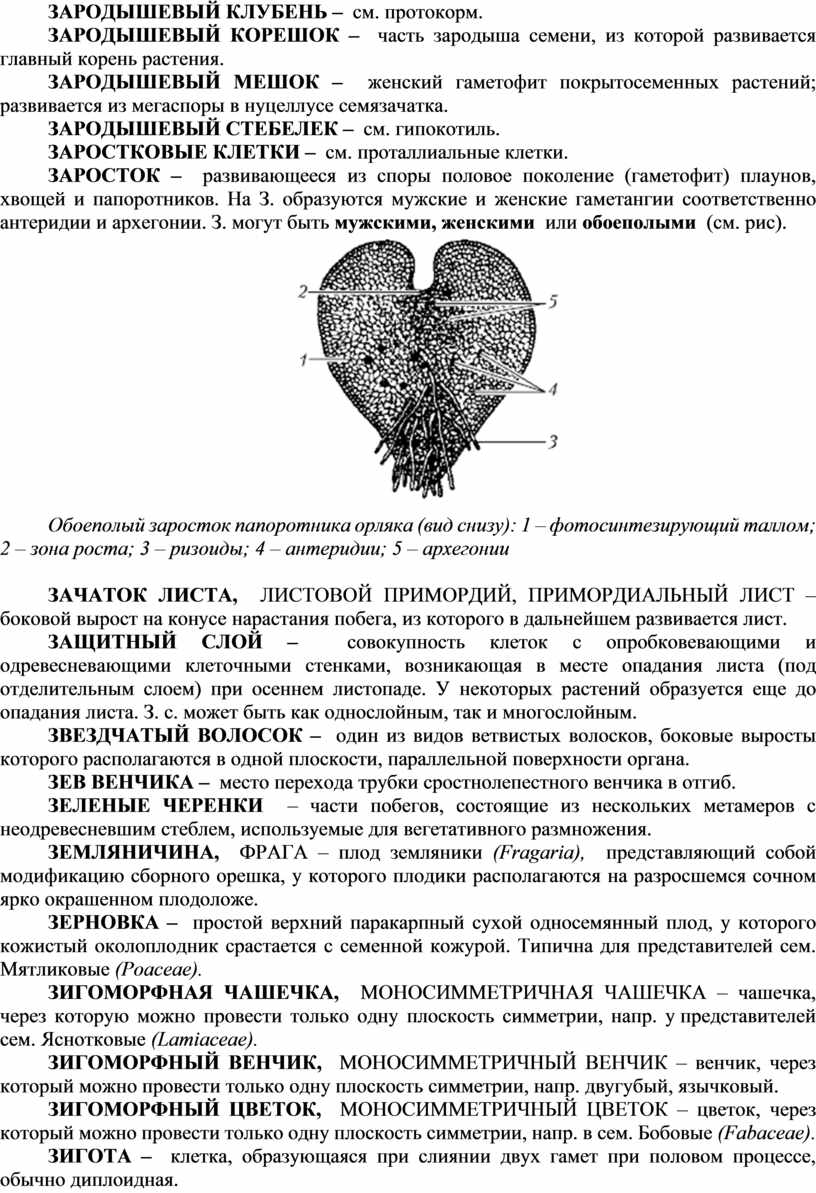 ЗАРОДЫШЕВЫЙ КЛУБЕНЬ – см. протокорм