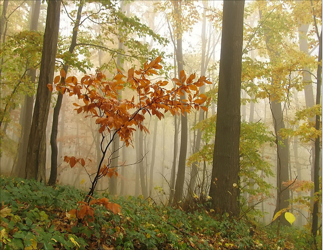 Фон для презентации лес осенью
