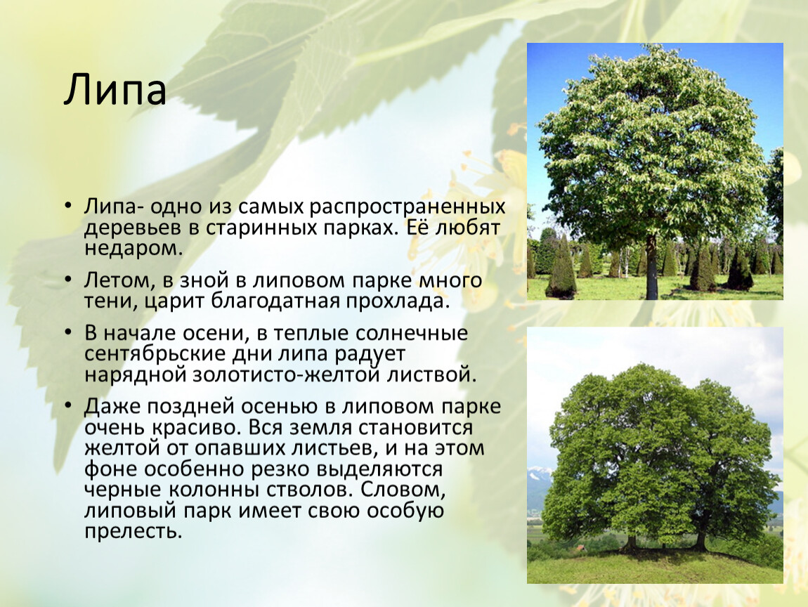 Липа дерево виды описание и фото