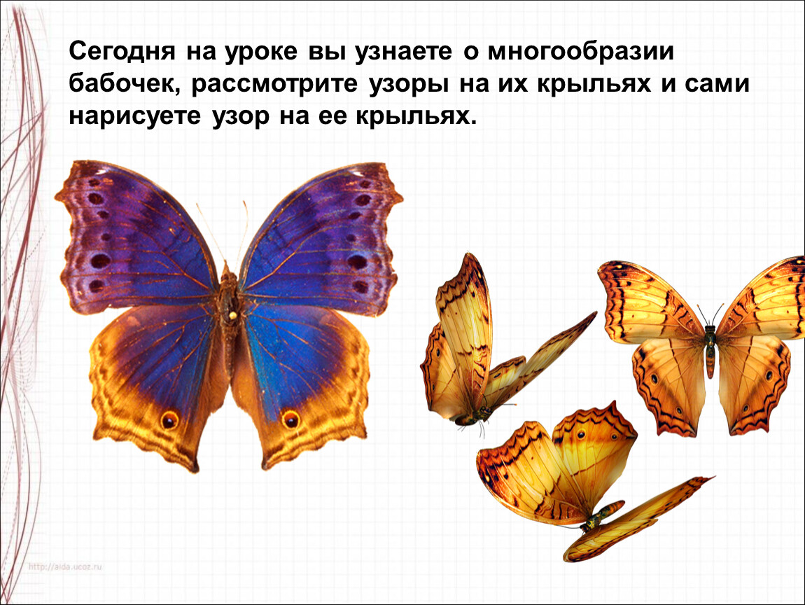 Узоры на крыльях 1 класс. Презентация узоры на крыльях. Узор на крыльях 1 класс презентация школа России. Презентация узоры на крыльях 1 класс школа России ФГОС. Многообразие бабочек и их роль в природе и жизни человека.