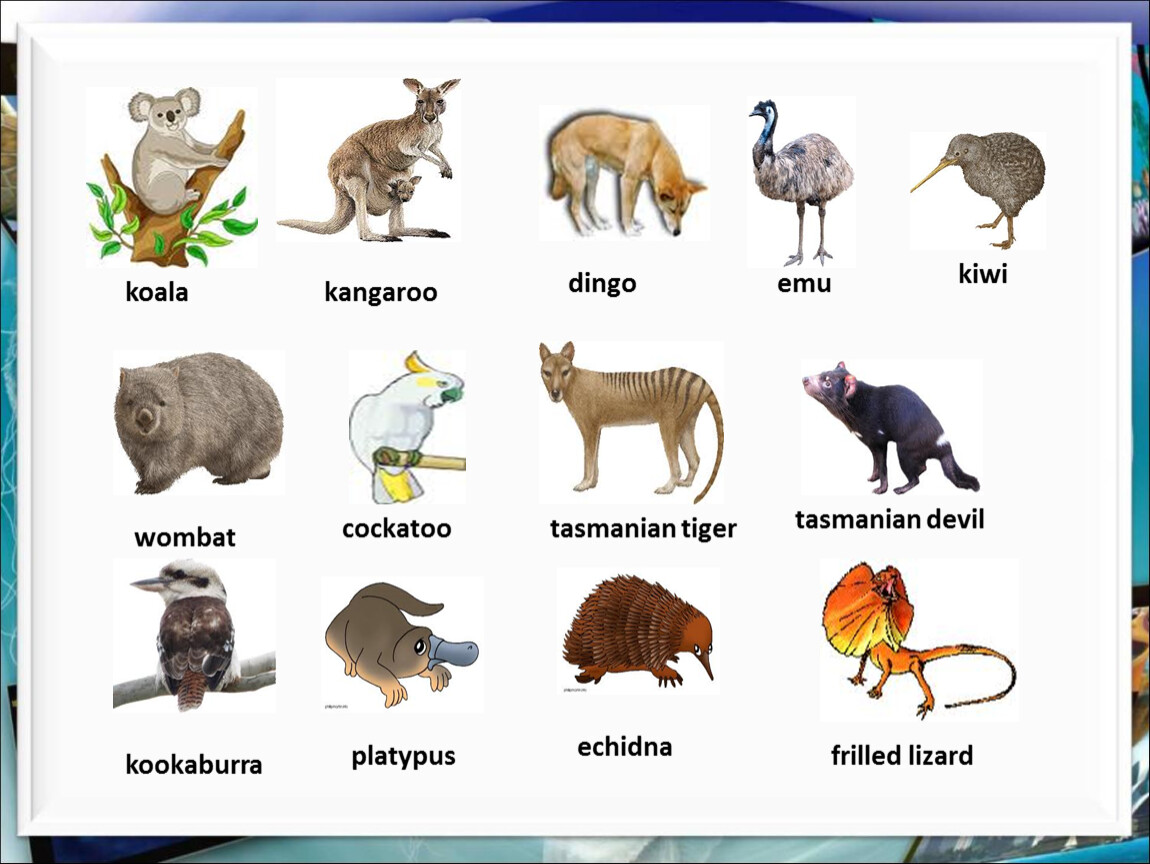 Английское слово медведь. Кенгуру и коала. Соответствующее название животного. Животные Австралии на английском. Какие животные живут в Австралии на английском.