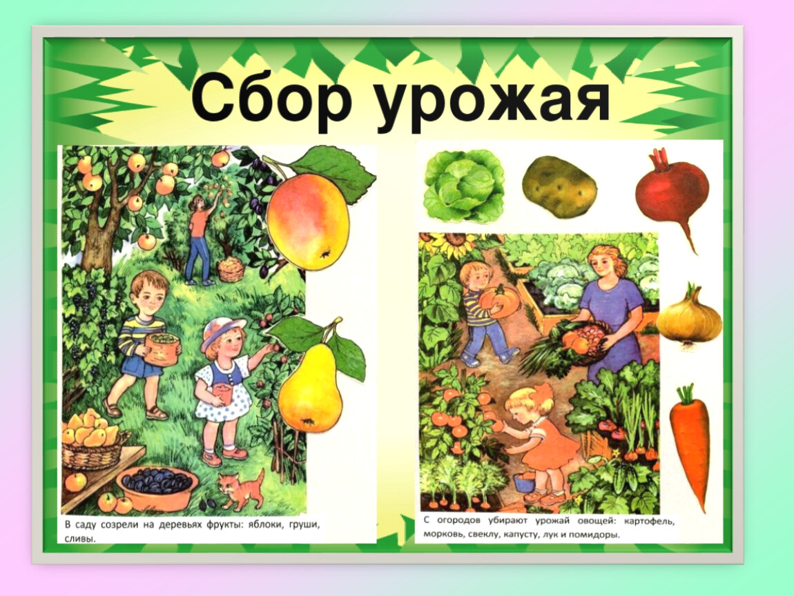 Тема урока фрукты. Фрукты картинки для детей дошкольного возраста. Овощи для дошкольников. Овощи фрукты дошк. Фрукты для детского сада.