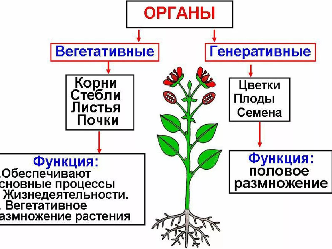 Корень генеративный орган растений