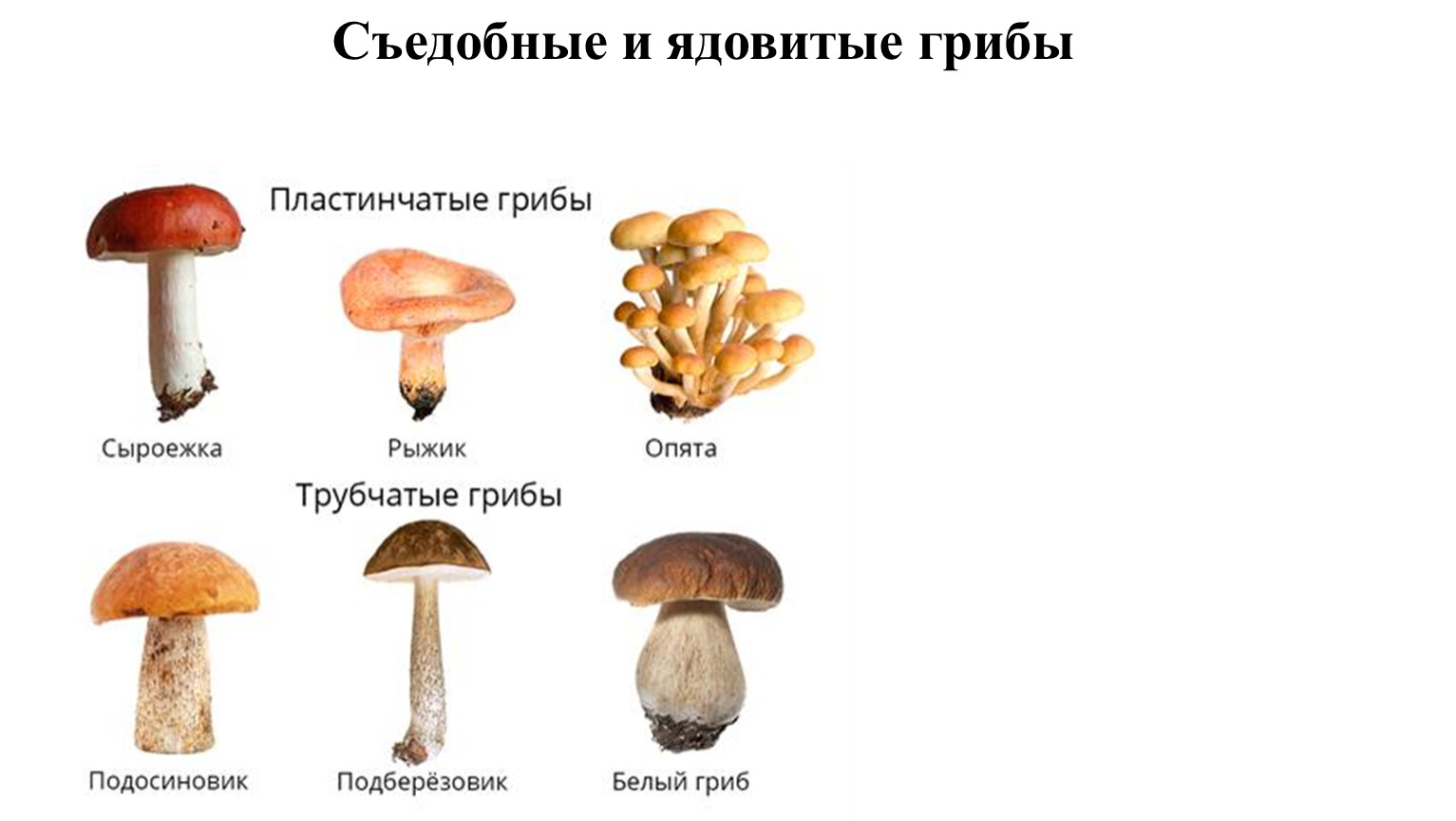 Съедобные и ядовитые грибы