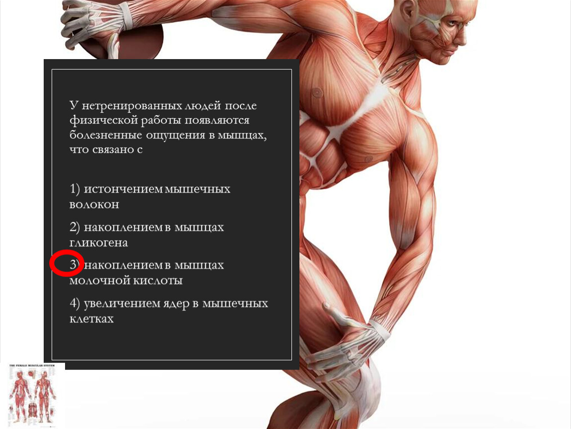 У нетренированных людей после физической работы появляются болезненные ощущения в мышцах, что связано с 1) истончением мышечных волокон 2) накоплением в мышцах гликогена 3) накоплением…