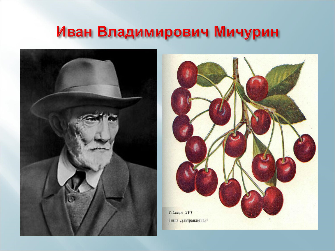 Мичурин токио. Иван Мичурин селекционер. Иван Владимирович Мичурин селекция. Мичурин Иван Владимирович растения. Иван Мичурин портрет.