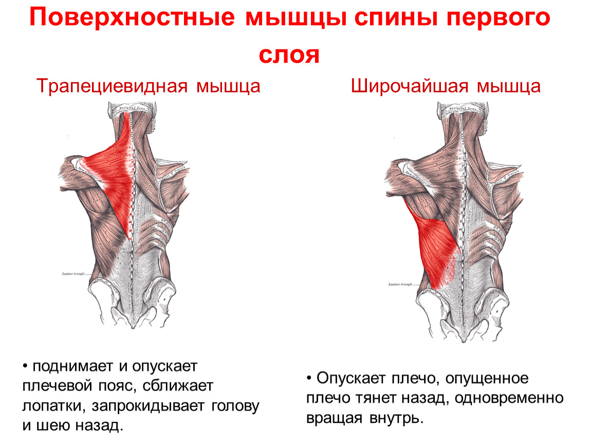 Трапециевидная мышца спины анатомия функции. Широчайшая мышца спины анатомия спереди. Поверхностные мышцы спины 1 слой. Поверхностные мышцы спины трапециевидная и широчайшая.