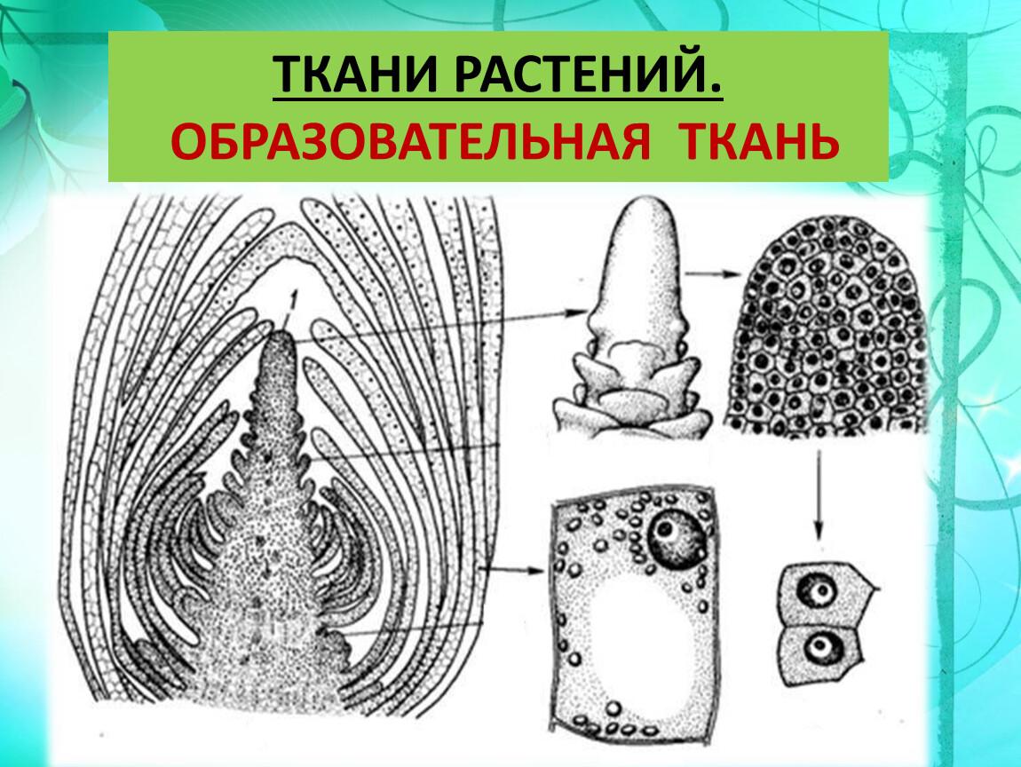 Образовательная ткань. Образовательные ткани меристемы рисунок. Образовательная ткань растений рисунок строение. Апикальная меристема рисунок. Образовательная ткань растений 5 класс.