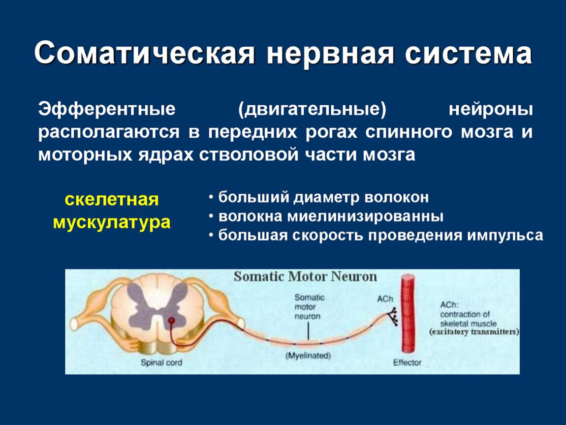 Органы иннервируемые соматическим отделом. Соматическая неврна ясистема. Соматическая нервная система. Нервы соматической нервной системы. Строение соматической нервной системы.