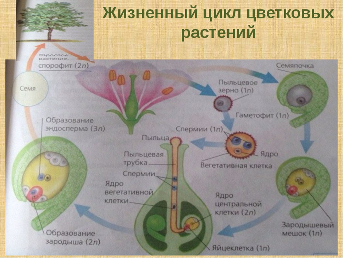 Покрытосеменные диплоидные. Цикл развития покрытосеменных схема. Жизненный цикл покрытосеменных растений схема. Цикл развития покрытосеменных растений схема. Схема цикла размножения покрытосеменных.