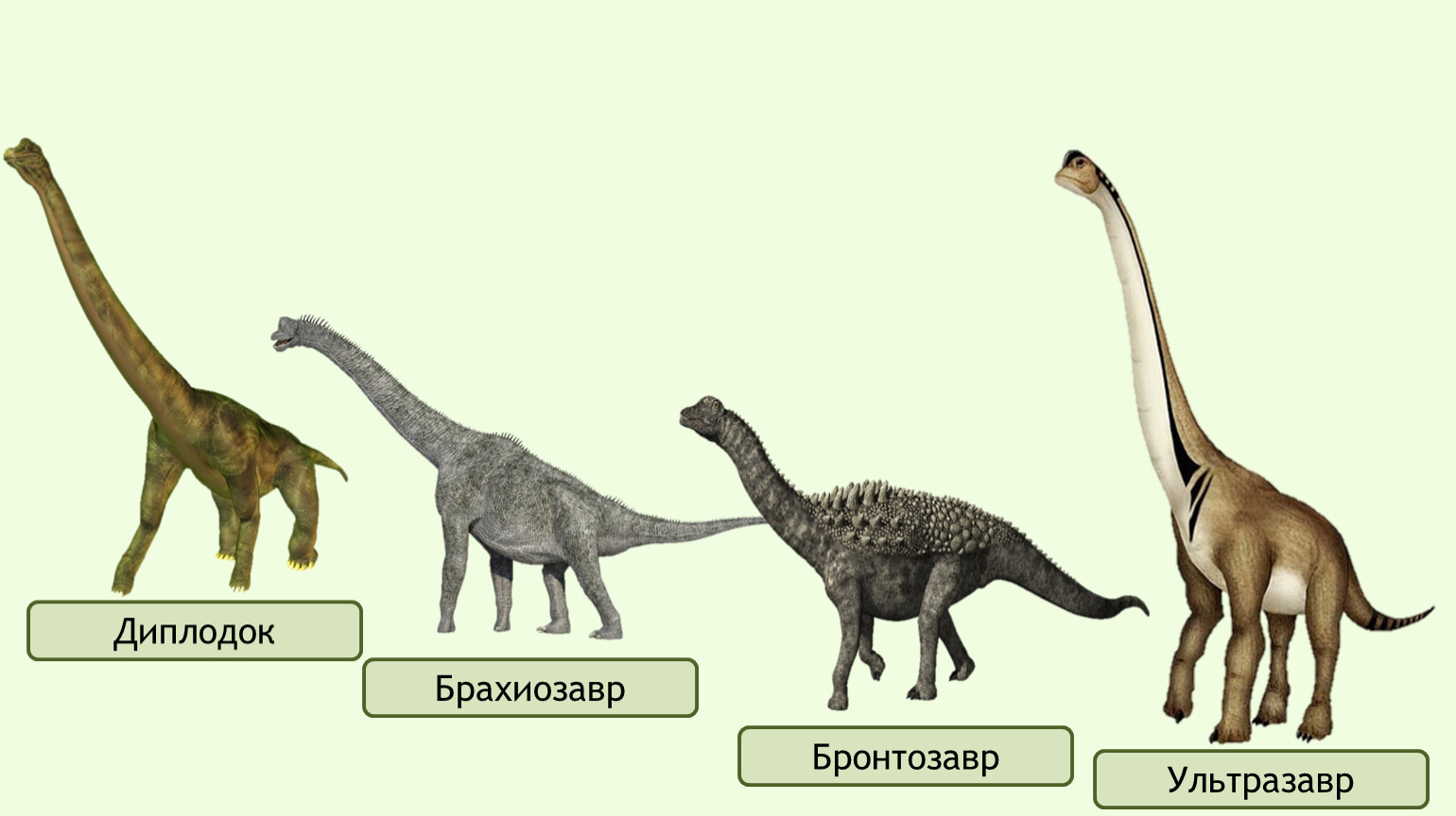 Динозавр с длинной шеей травоядный фото