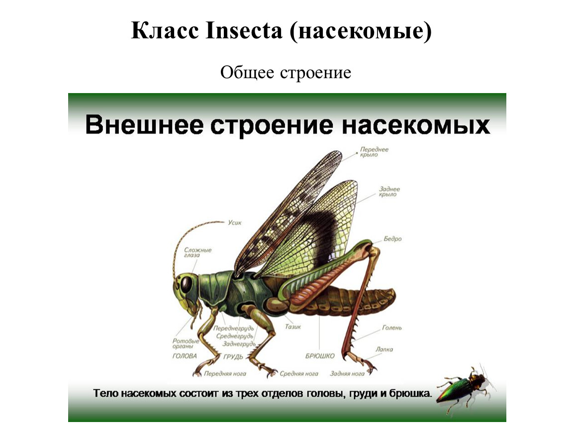 Класс насекомые строение. Внешнее строение насекомых. Класс насекомые строение тела. Особенности строения насекомых.