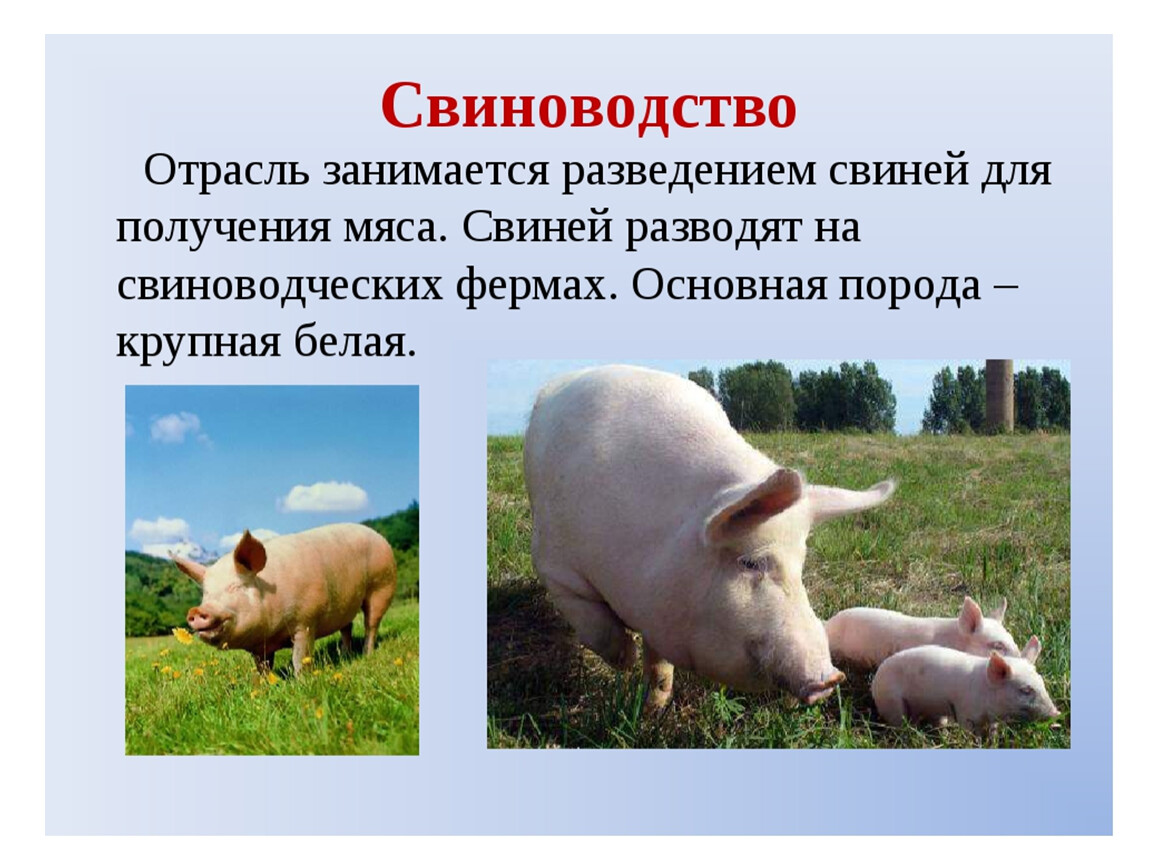 В чем заключается хозяйственное значение свиней. Животноводство доклад. Животноводство презентация. Свиноводство отрасль животноводства. Отрасли животноводства в нашем крае.