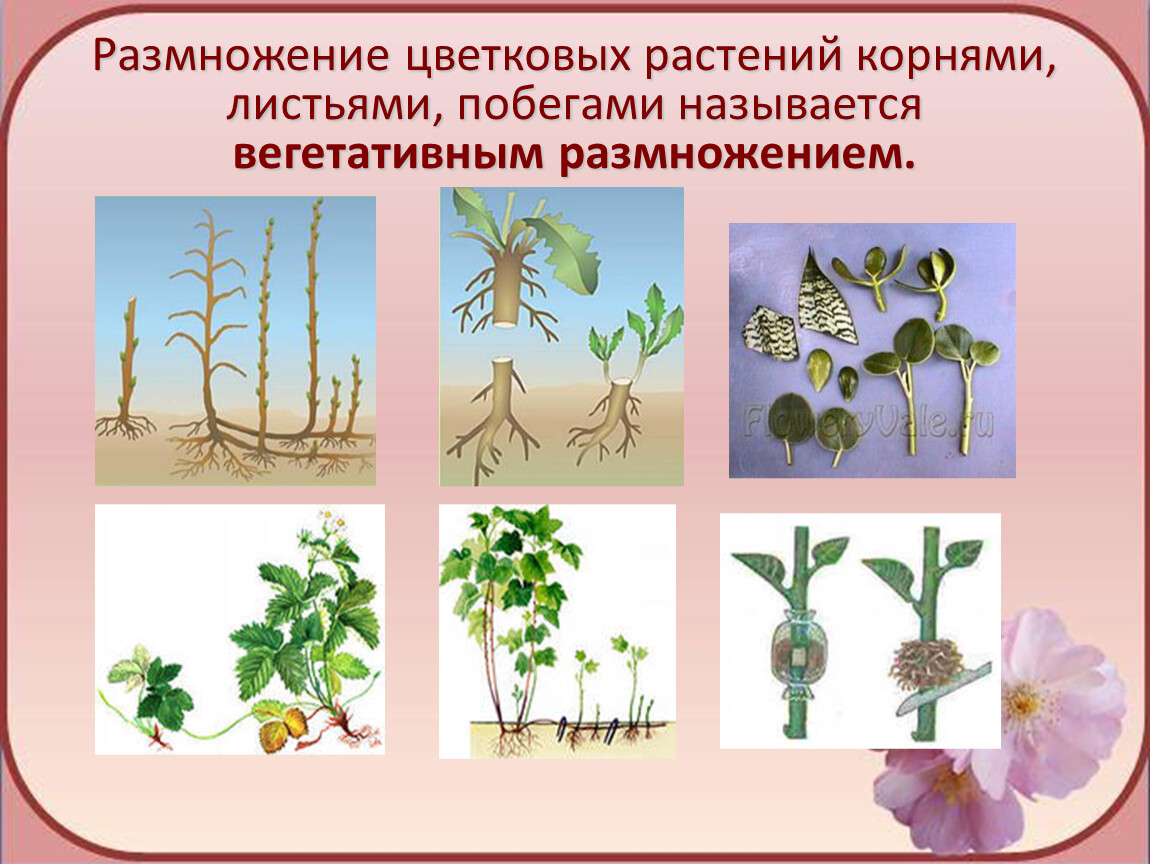 Цветковое растение размножается с помощью