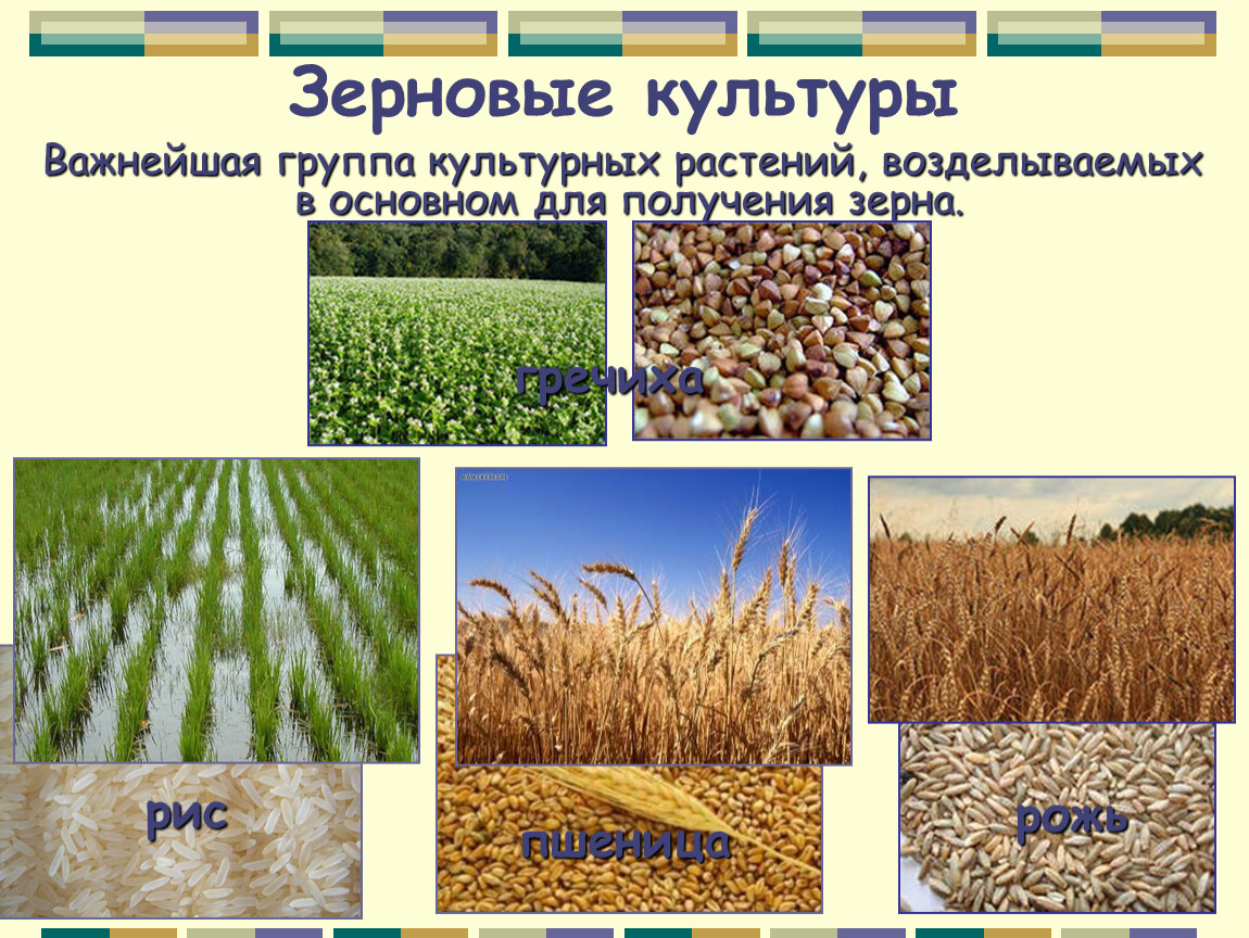 Приведи примеры зерновых культур. Зерновые культурные растения. Рис культурное растение. Пшеница важнейшая зерновая культура. Культурные группы растений зерновые культуры.