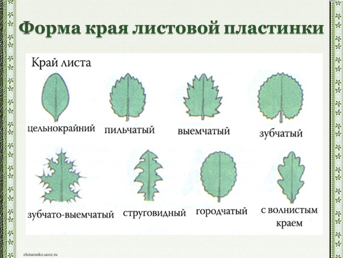 Простые листья могут быть. Схема листовой пластинки. Листья форма края листовой пластинки. Формы цельных листовых пластинок. Классификация листьев по форме листовой пластинки.