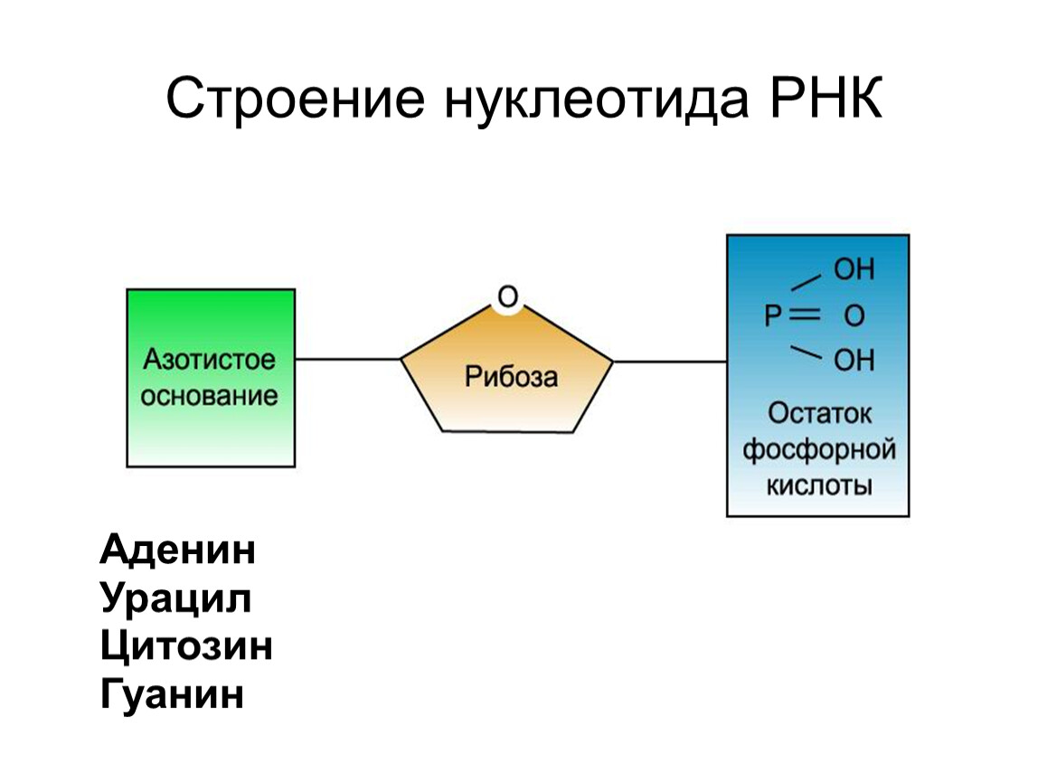 Какое азотистое основание входит в состав рнк. РНК урацил. Нуклеиновые кислоты. Комплементарная пара урацил аденин. Нуклеиновые кислоты презентация 10 класс химия.