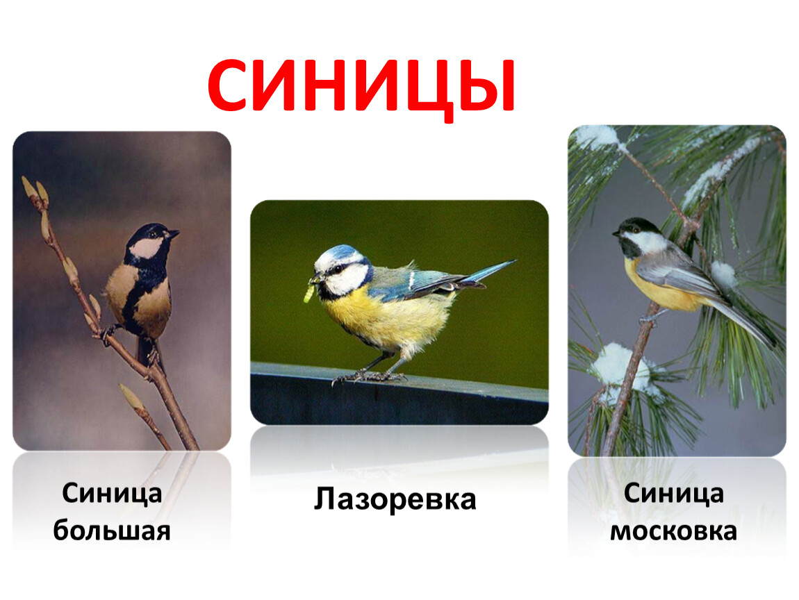 Сравнение птиц 3 класс. Московка, большая синица, лазоревка. Синичка самка. Лазоревка и большая синица. Синица и лазоревка разница.