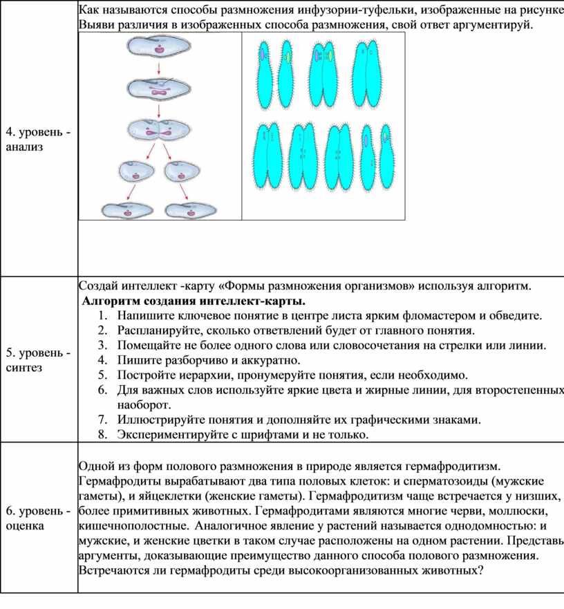 Способ размножения на рисунке называется