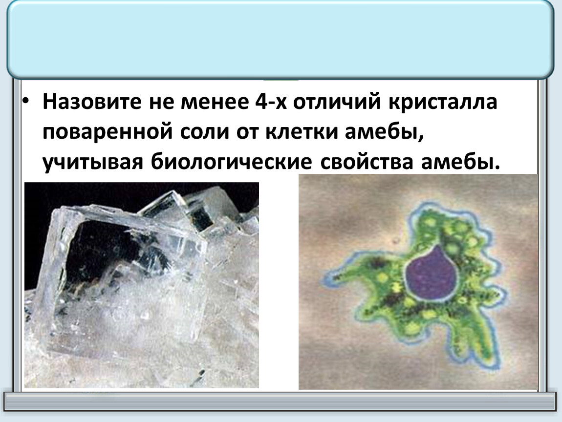 В изображенном на рисунке опыте экспериментатор поместил кристалл соли в каплю воды с живыми амебами