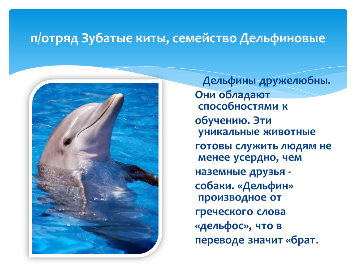 Дельфины слова текст. Дельфин отряд семейство. Отряды млекопитающих китообразные. Отряд китообразные семейство. Дельфины дружелюбные.