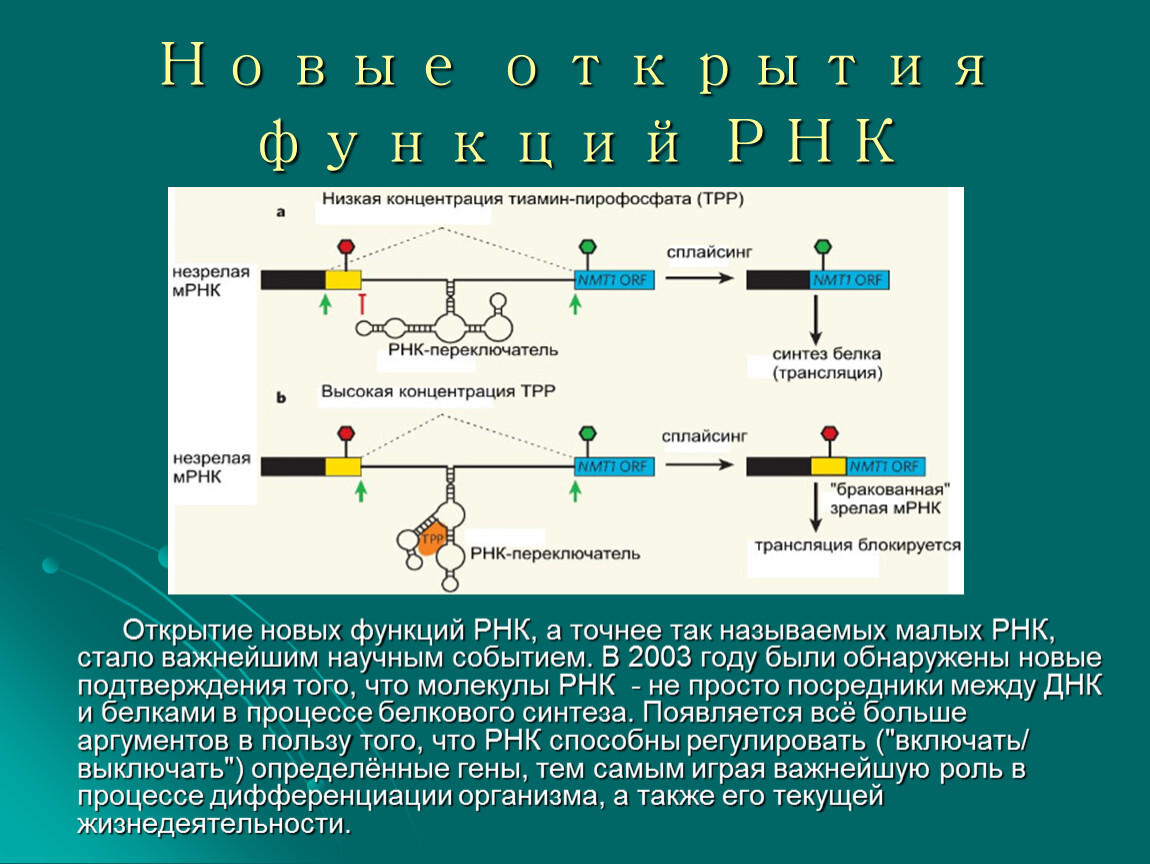 Функциональные рнк. Ферментативная функция РНК. МРНК функции. Роль РНК В организме. Функции РНК праймера.